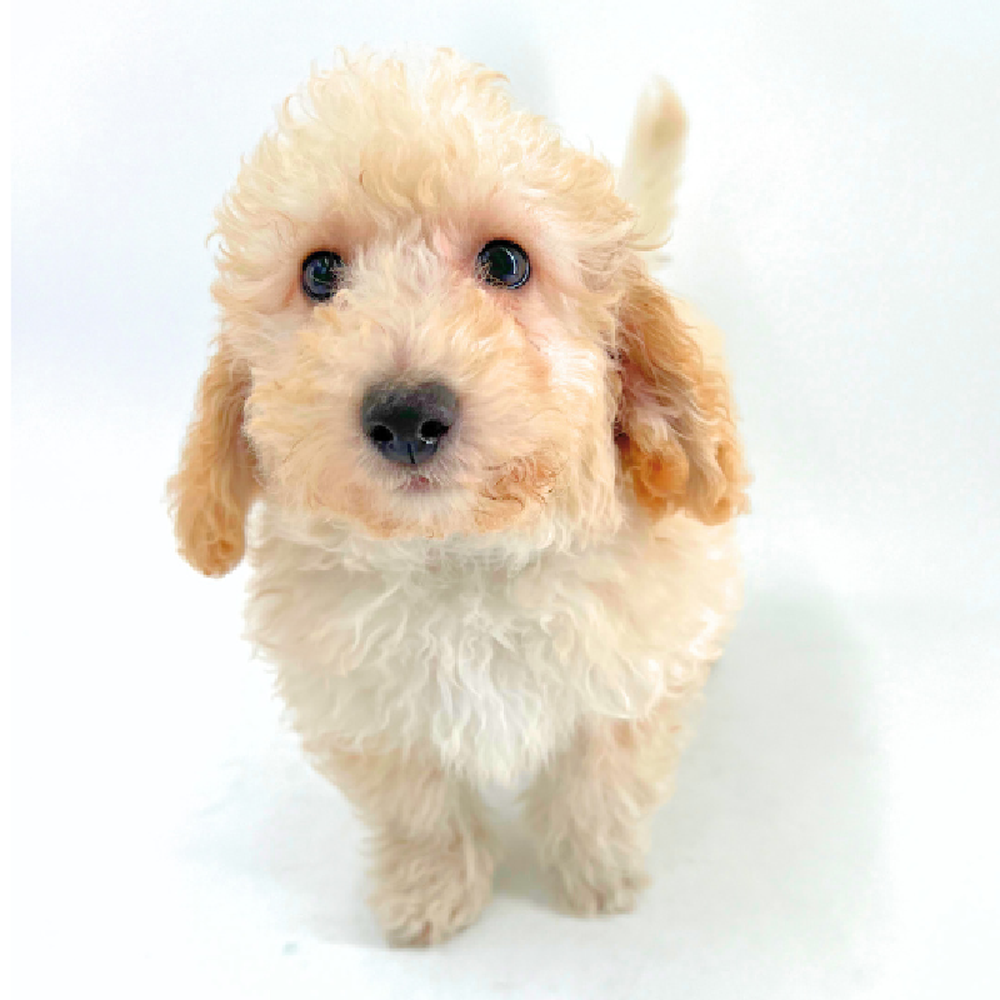 Bichapoo image