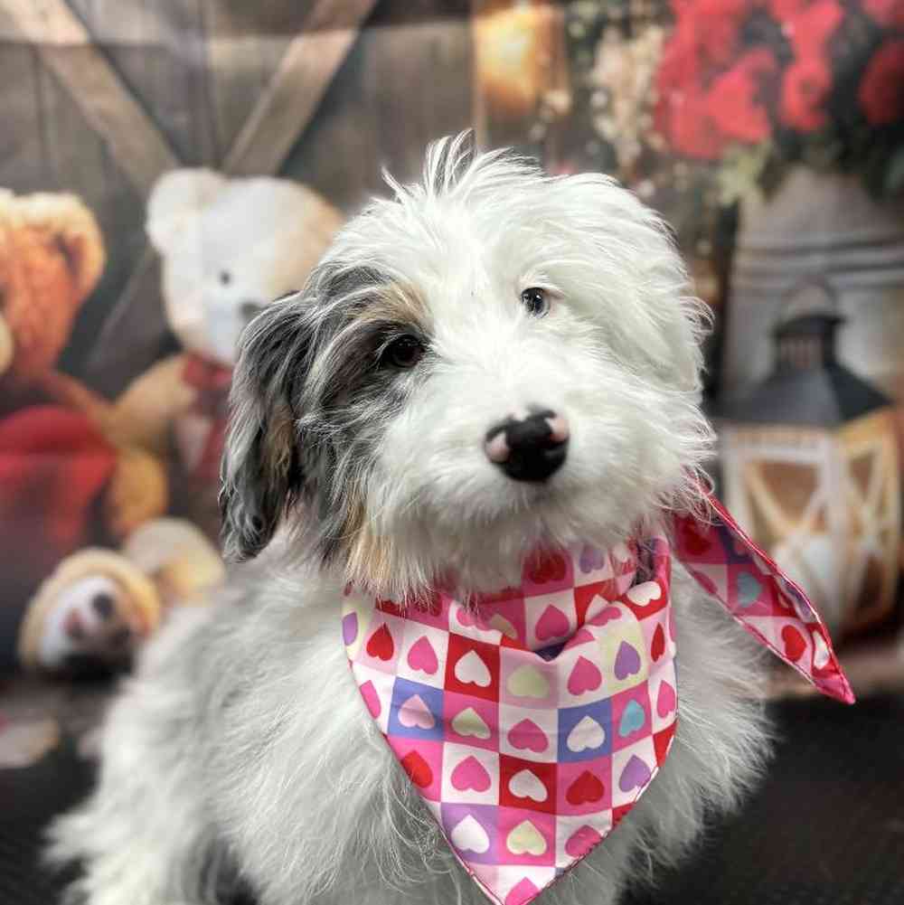 Female Mini Aussiedoodle Puppy for Sale in Scottsdale, AZ