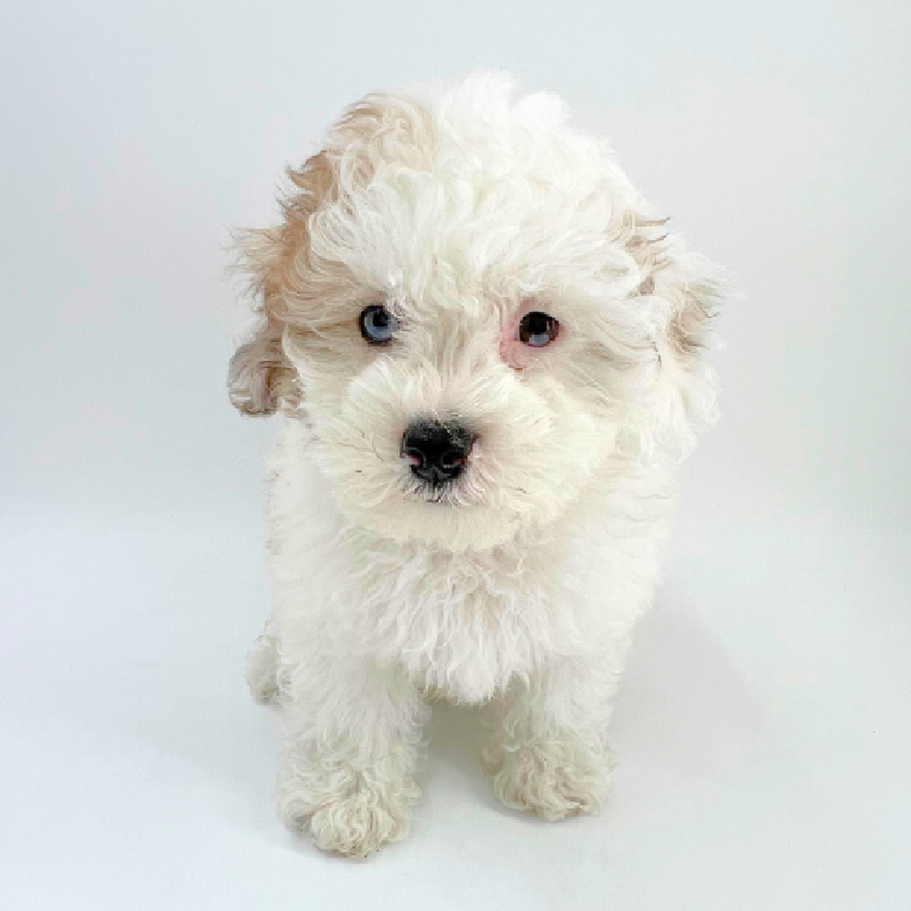 Male Shizapoo Puppy for Sale in Marietta, GA