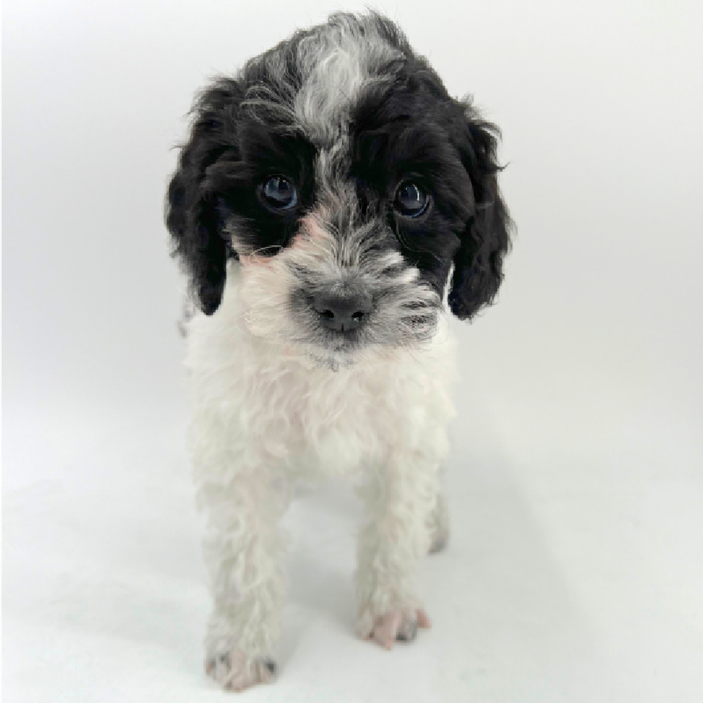 2nd Gen Cockapoo image