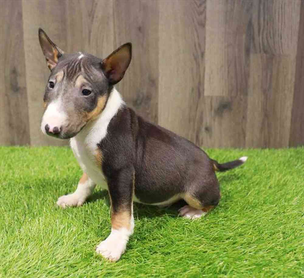 Mini Bull Terrier image