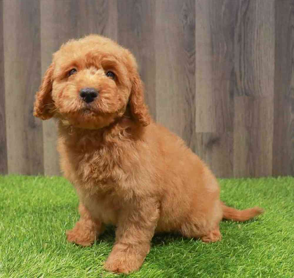 Goldendoodle Mini 2nd Gen image