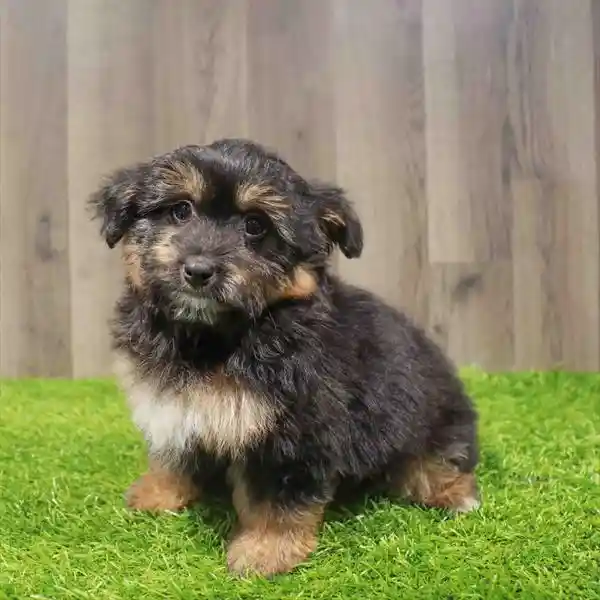 Mini Aussiedoodle image