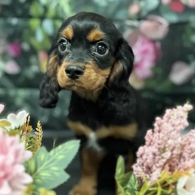 Male Cavalier King Charles Spaniel Puppy for Sale in Scottsdale, AZ