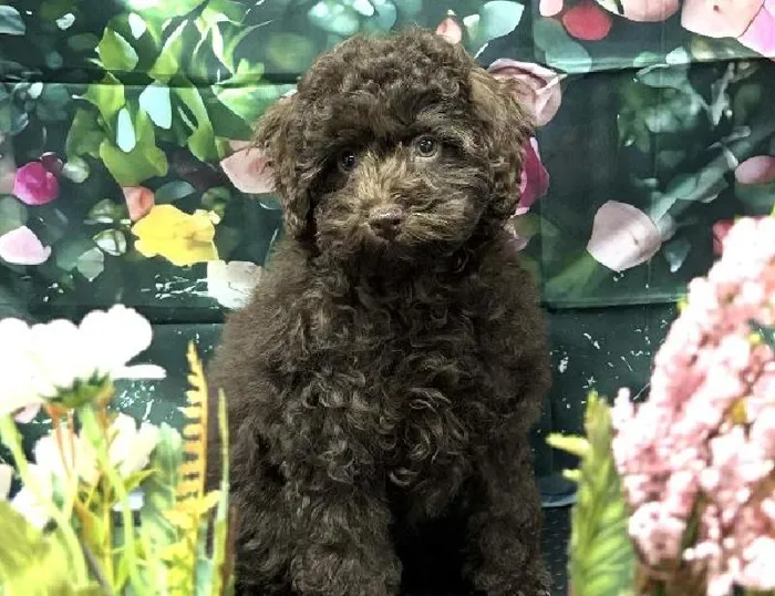 Female 2nd Gen Cockapoo Puppy for Sale in Scottsdale, AZ