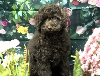 Female 2nd Gen Cockapoo Puppy for Sale in Scottsdale, AZ