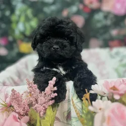 Male Shipoo puppy for sale at Puppy Time Puppies Inc.