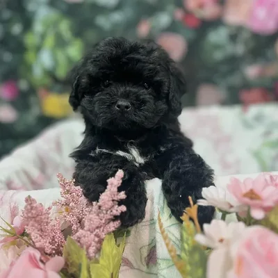 Male Shipoo puppy for sale at Puppy Time Puppies Inc.