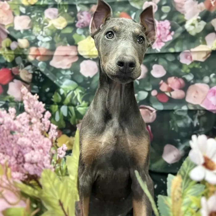 Male Doberman Pinscher Puppy for Sale in Scottsdale, AZ