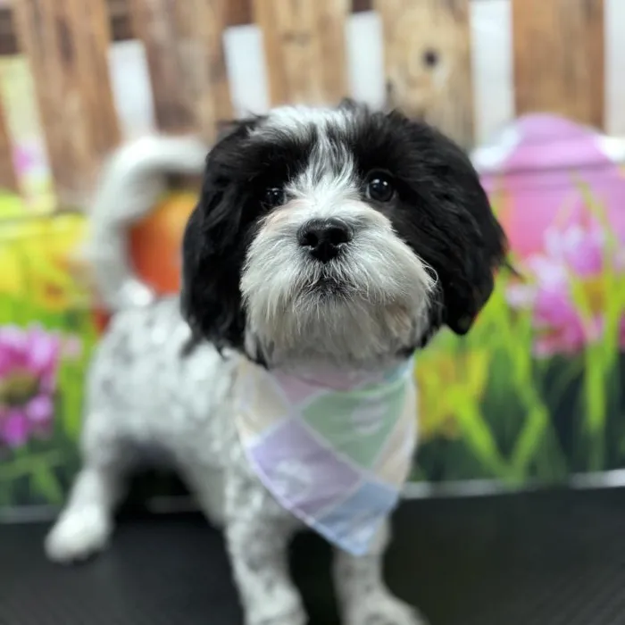Female Teddy Bear Puppy for Sale in Scottsdale, AZ