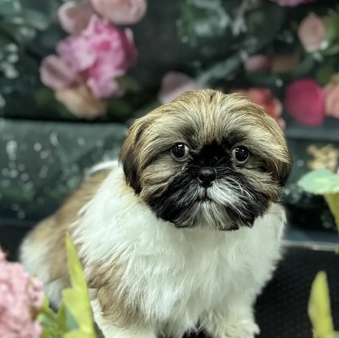 Male Shih Tzu Puppy for Sale in Scottsdale, AZ