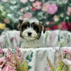 Male Yorkie puppy for sale at Puppy Time Puppies Inc.