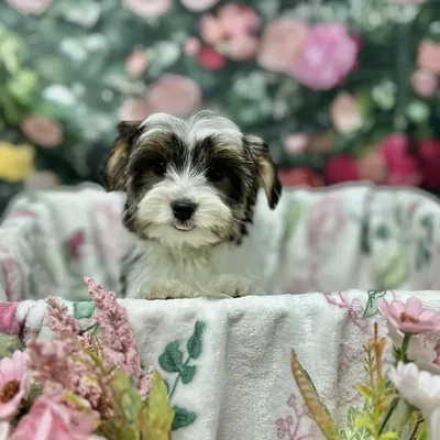 Male Yorkie puppy for sale at Puppy Time Puppies Inc.