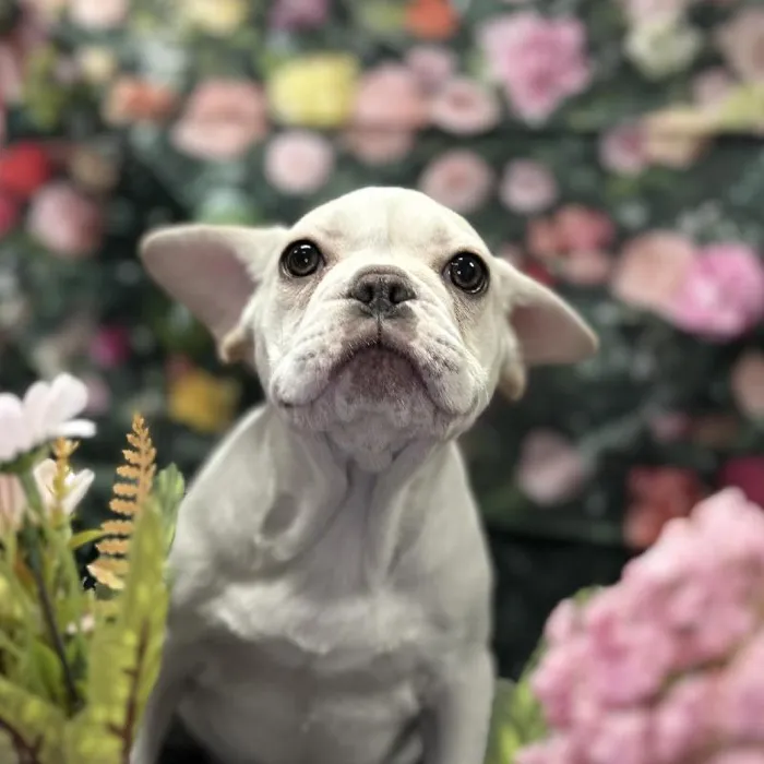 Male French Bulldog Puppy for Sale in Scottsdale, AZ