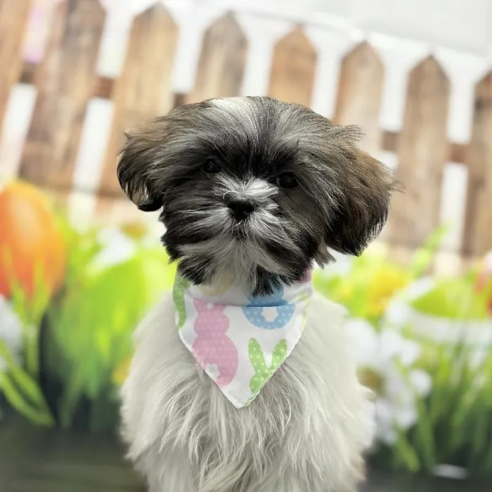 Male Teddy Bear Puppy for Sale in Scottsdale, AZ