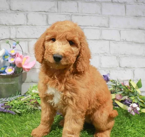 Male Goldendoodle Mini 2Nd Gen puppy for sale at Puppy Time Puppies Inc.