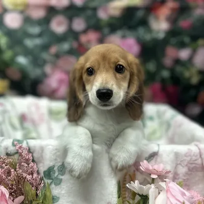 Male Dachshund puppy for sale at Puppy Time Puppies Inc.