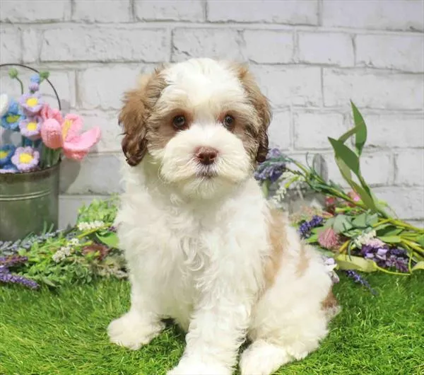 Male Cavapoo puppy for sale at Puppy Time Puppies Inc.