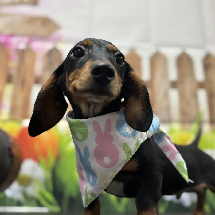 Male Dachshund Puppy for Sale in Scottsdale, AZ