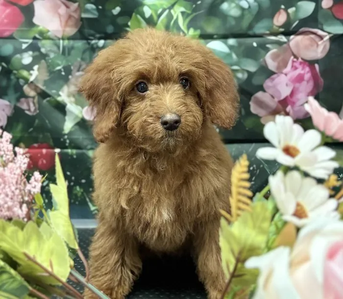 Female Goldendoodle Mini 2nd Gen Puppy for Sale in Scottsdale, AZ