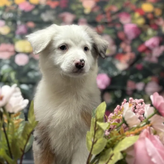 Female Mini Aussie Puppy for Sale in Scottsdale, AZ