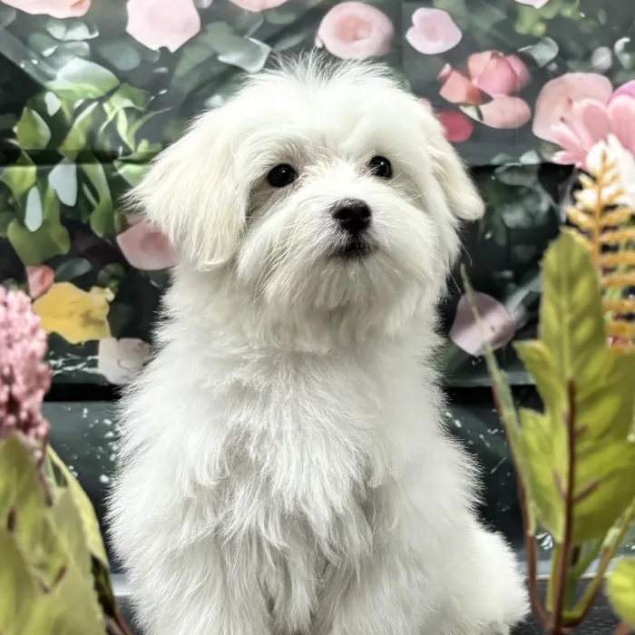 Male Maltese Puppy for Sale in Scottsdale, AZ