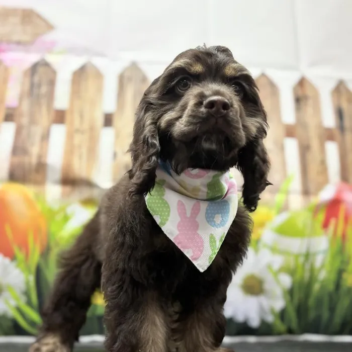 Male Cocker Spaniel Puppy for Sale in Scottsdale, AZ