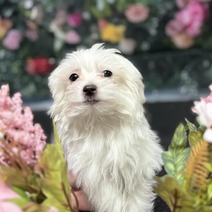 Male Maltese Puppy for Sale in Scottsdale, AZ