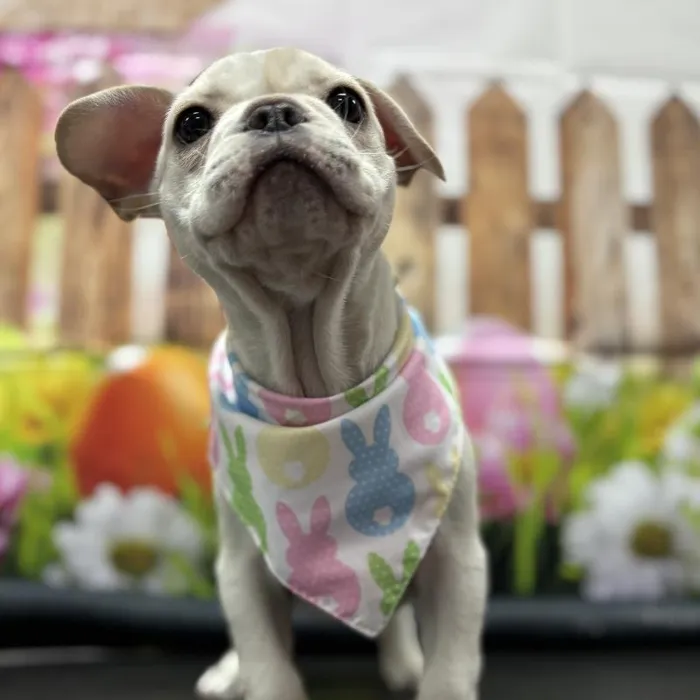 Male French Bulldog Puppy for Sale in Scottsdale, AZ