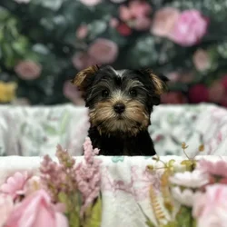 Female Yorkie puppy for sale at Puppy Time Puppies Inc.
