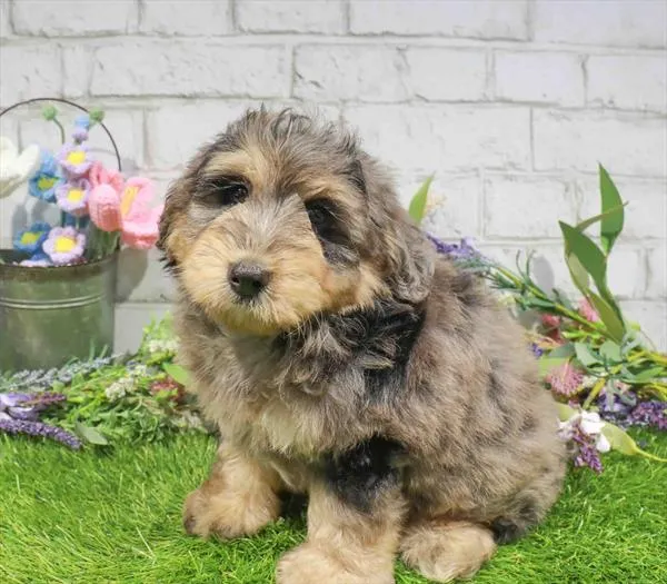 Male Mini Aussiedoodle puppy for sale at Puppy Time Puppies Inc.
