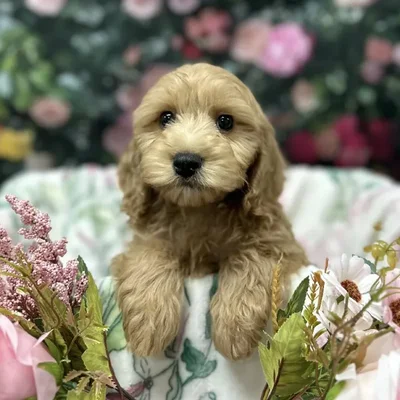 Male Cockapoo puppy for sale at Puppy Time Puppies Inc.