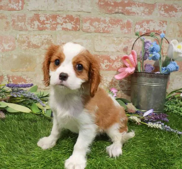 Female Cavalier King Charles Spaniel puppy for sale at Puppy Time Puppies Inc.