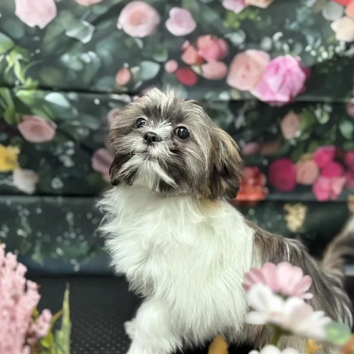Male Teddy Bear Puppy for Sale in Scottsdale, AZ