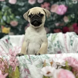 Male Pug puppy for sale at Puppy Time Puppies Inc.