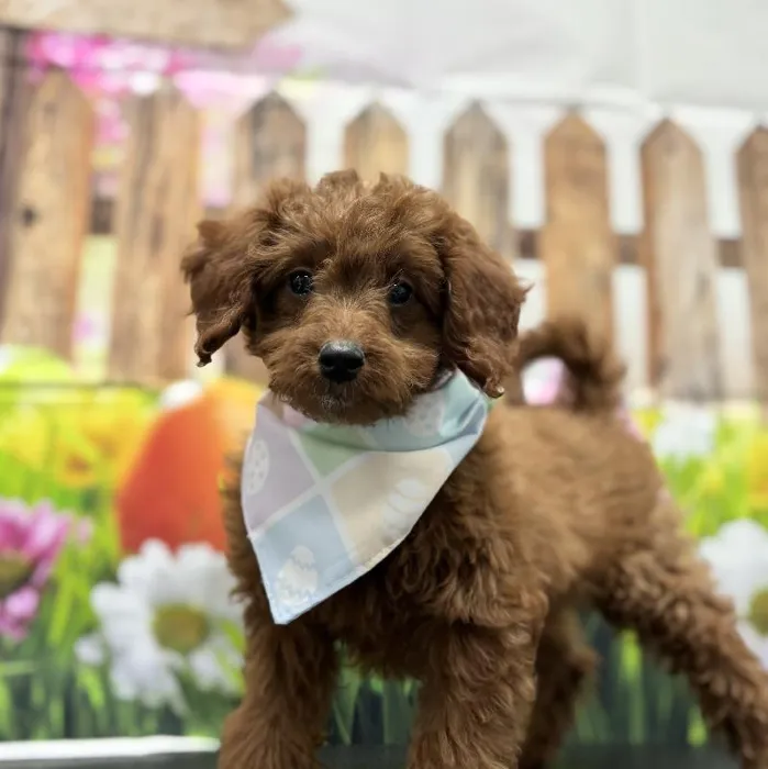Female Goldendoodle Mini 2nd Gen Puppy for Sale in Scottsdale, AZ