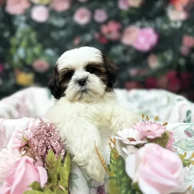 Male Teddy Bear puppy for sale at Puppy Time Puppies Inc.