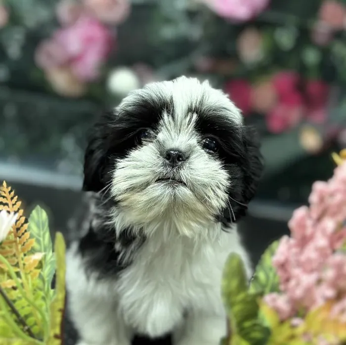 Male Shih Tzu Puppy for Sale in Scottsdale, AZ