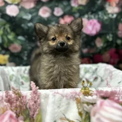 Male Pomeranian puppy for sale at Puppy Time Puppies Inc.