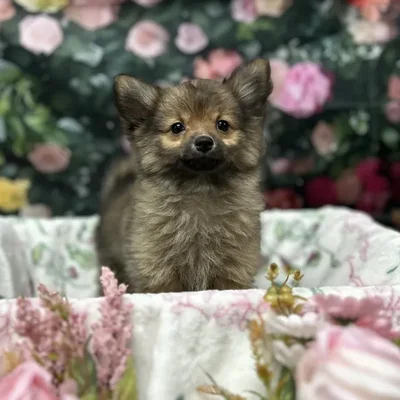Male Pomeranian puppy for sale at Puppy Time Puppies Inc.