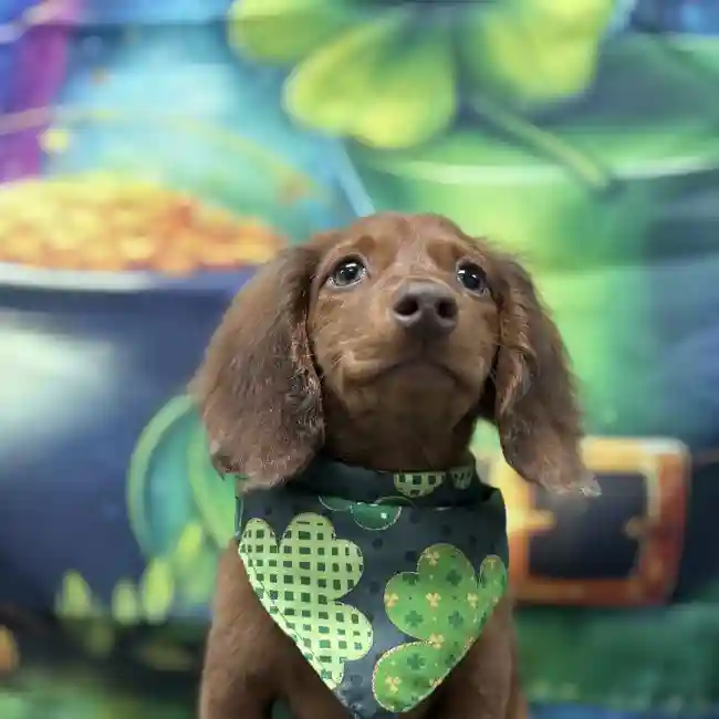 Male Dachshund Puppy for Sale in Scottsdale, AZ
