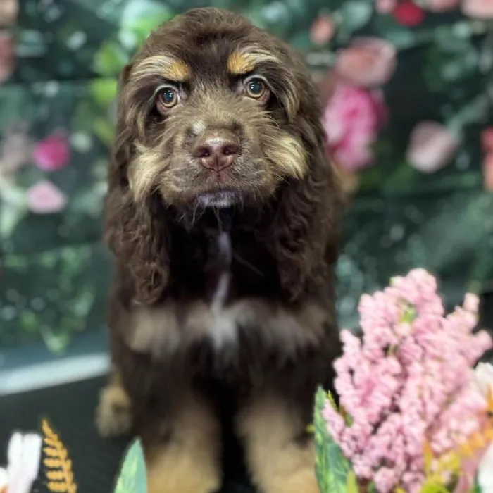 Male Cocker Spaniel Puppy for Sale in Scottsdale, AZ