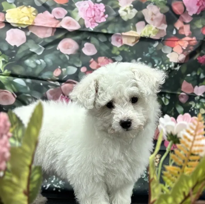 Male Bichon Puppy for Sale in Scottsdale, AZ