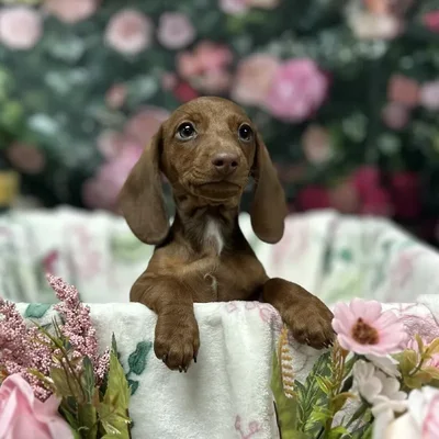 Male Dachshund puppy for sale at Puppy Time Puppies Inc.