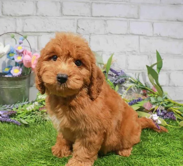Male Goldendoodle Mini 2Nd Gen puppy for sale at Puppy Time Puppies Inc.