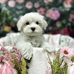 Male Maltese puppy for sale at Puppy Time Puppies Inc.