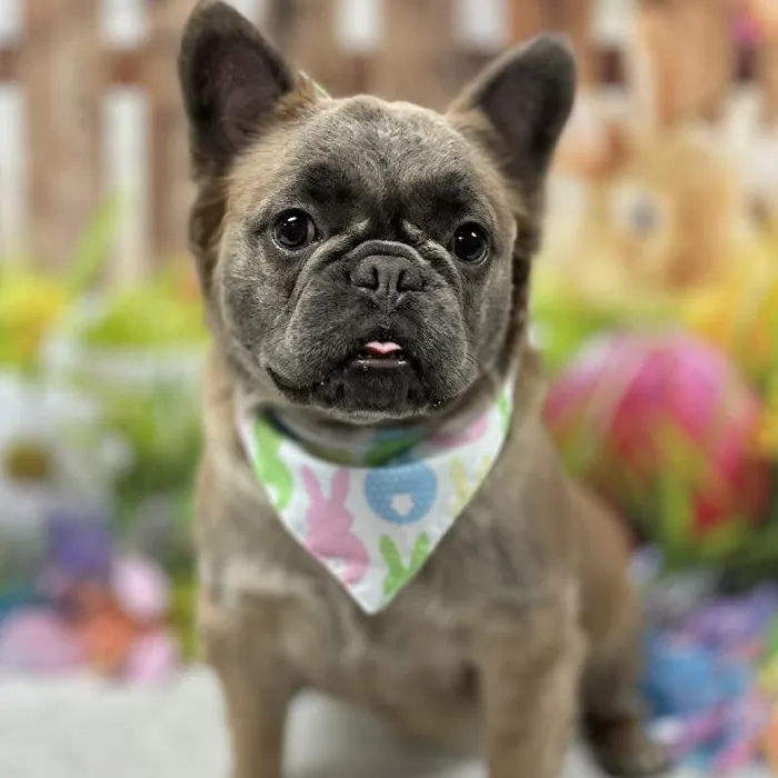 Female French Bulldog- Fluffy Puppy for Sale in Scottsdale, AZ