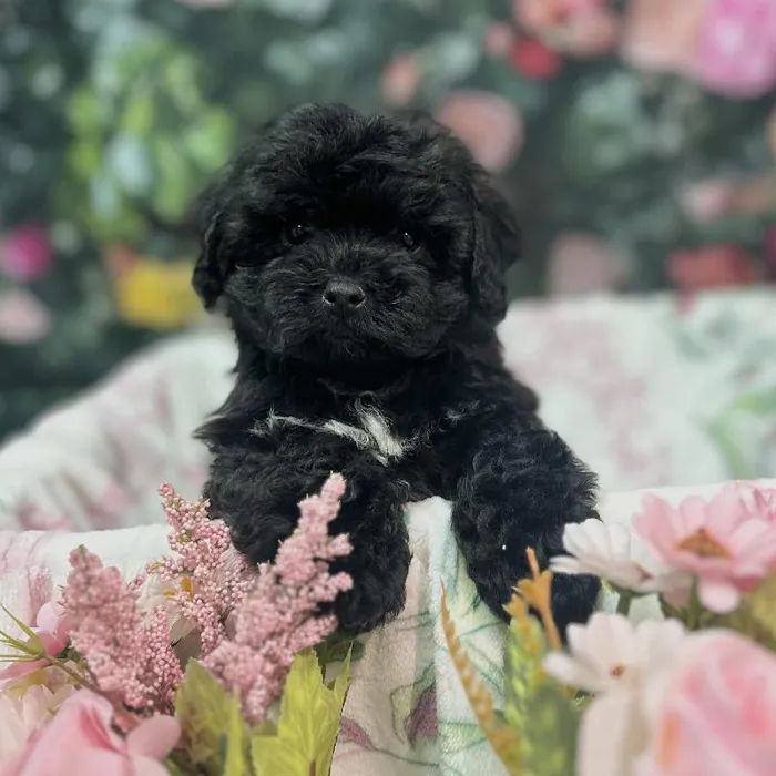 Male Shipoo puppy for sale at Puppy Time Puppies Inc.