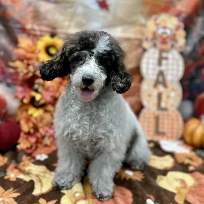 Male Poodle puppy for sale at Puppy Time Puppies Inc.