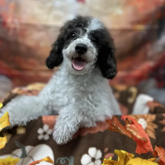 Male Poodle puppy for sale at Puppy Time Puppies Inc.